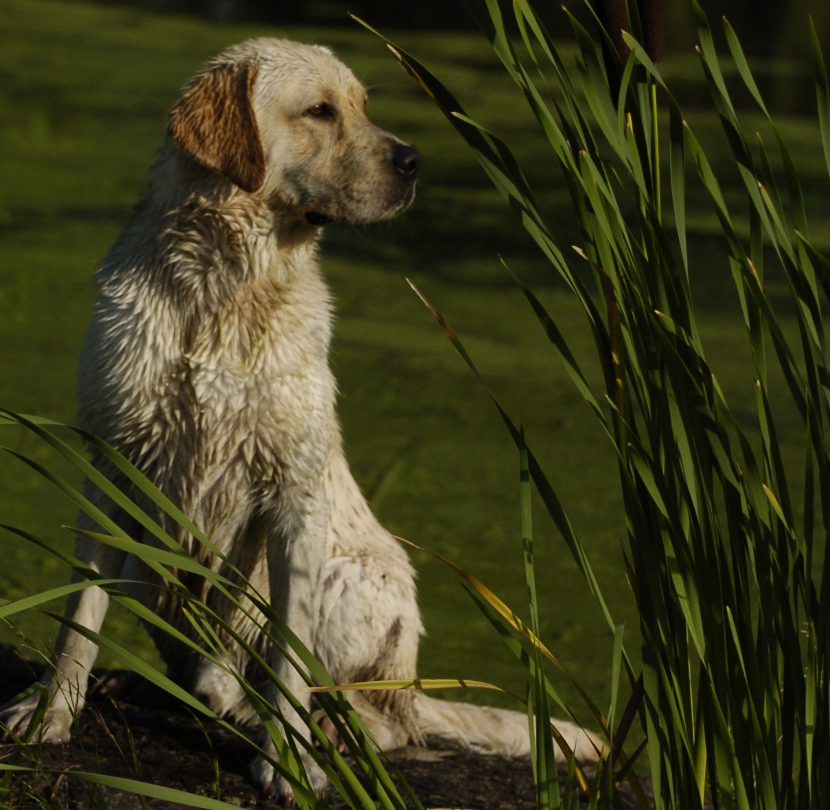 Sight To Sea's Reason To Believe JH | Yellow Labrador Retriver