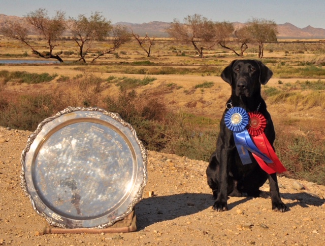 FC AFC Bring It On | Black Labrador Retriver