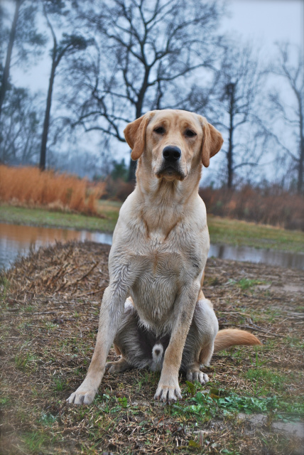 HRCH Blackfoots Ramblin Tide MH | Yellow Labrador Retriver