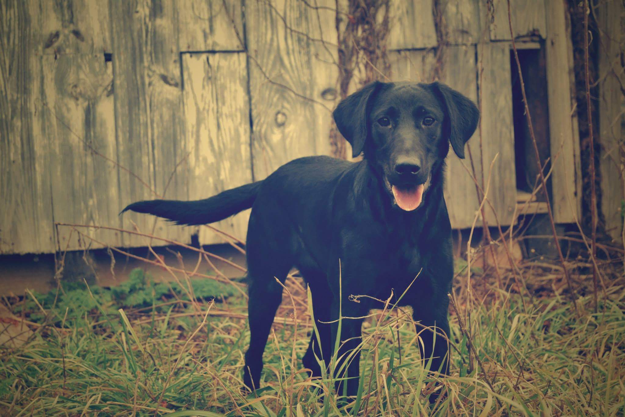 Prairie State Windfalls Last Echo SH | Black Labrador Retriver