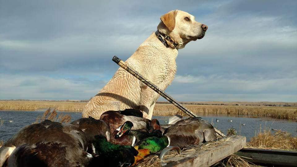 HRCH Whiskey Raider's Sugar | Yellow Labrador Retriver