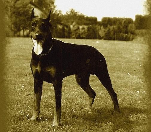 Goliath v.d. Groote Maat (NHSB 1255157) | Black Doberman Pinscher