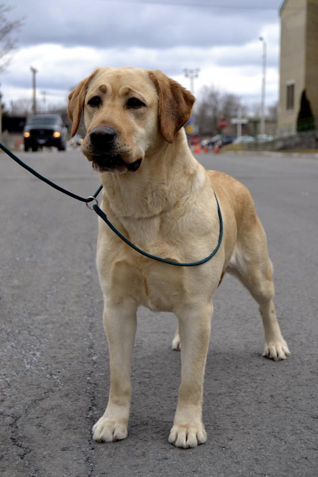 Grace Farms Augustus Plus JH | Yellow Labrador Retriver