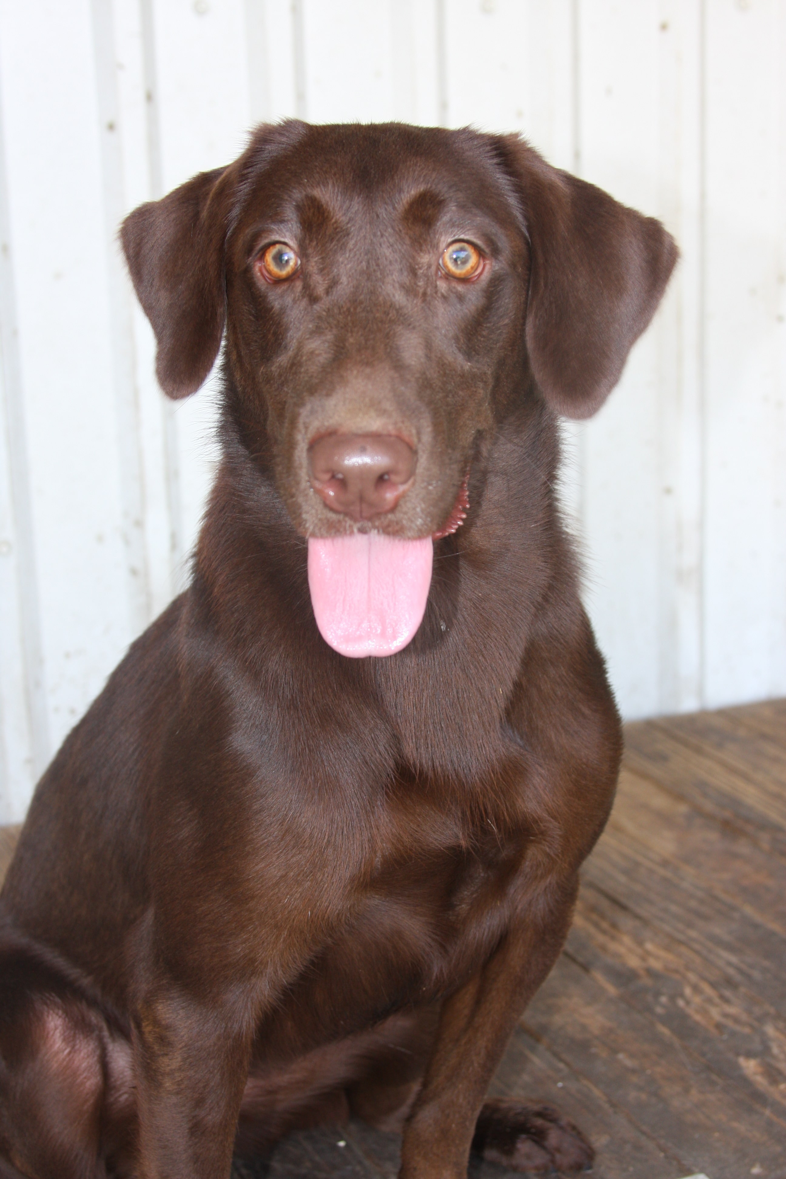 SHR Cash's Fowl Weather | Chocolate Labrador Retriver