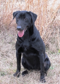 Moccasin Creek's Blackwater Lil Souie | Black Labrador Retriver