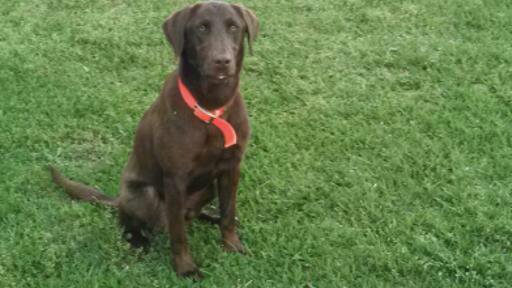 HRCH Collins' River Prince | Chocolate Labrador Retriver