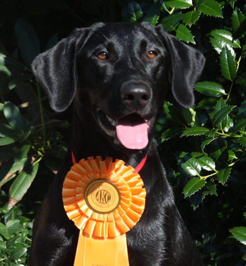 Rev's Country Girl MH | Black Labrador Retriver