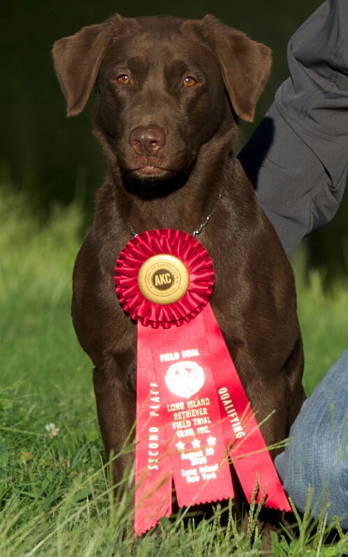 HRCH Coastline's Perfect Storm Abby  QAA MH | Chocolate Labrador Retriver