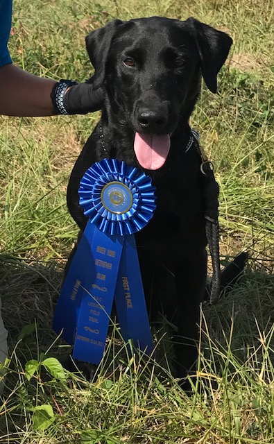 Jamstar's Hot Tubb QAA | Black Labrador Retriver