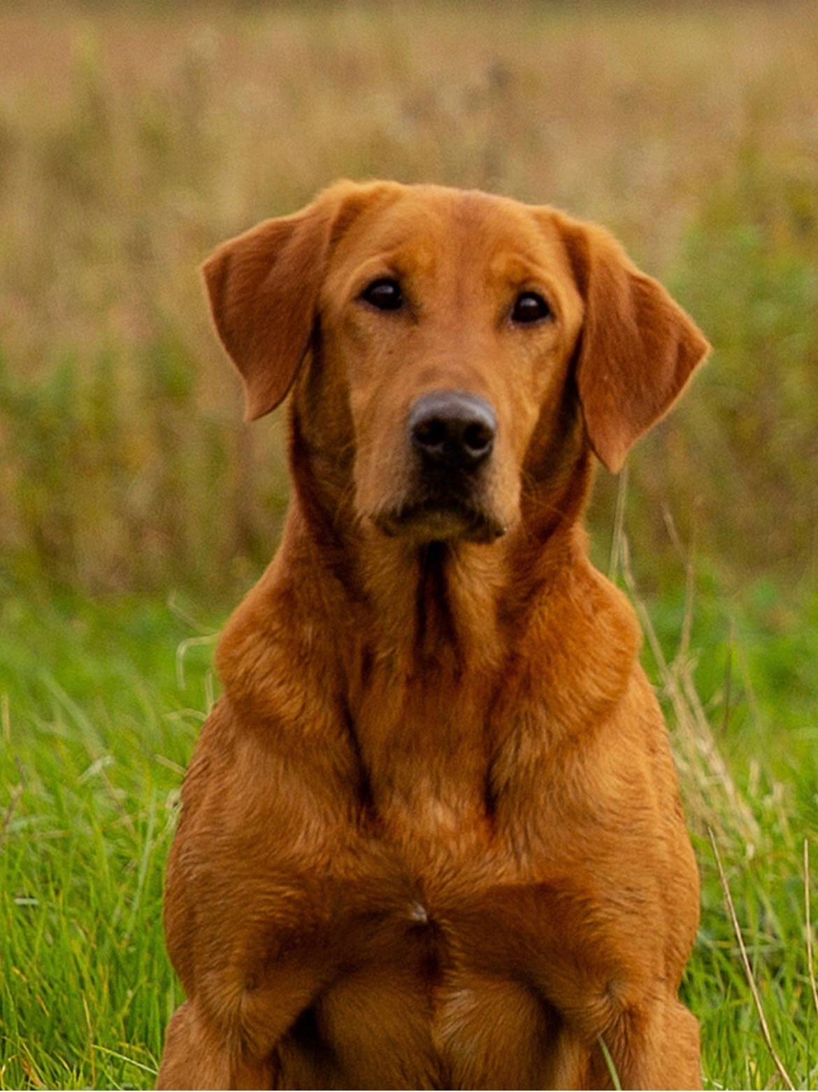 BDC 19' DOY WC SMx5 HRCH THE BLAST's Red Path  MH | Yellow Labrador Retriver