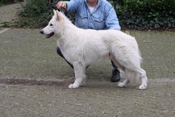 Dreamworks Cabel Chamberlain | White Swiss Shepherd Dog 