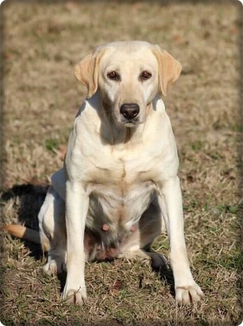 SHR Hayley's Star Jaxx JH DN | Yellow Labrador Retriver