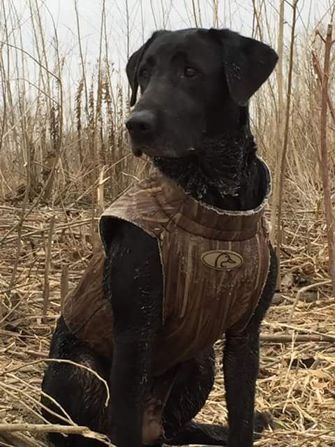 Emma Duck Slayer Kell | Black Labrador Retriver