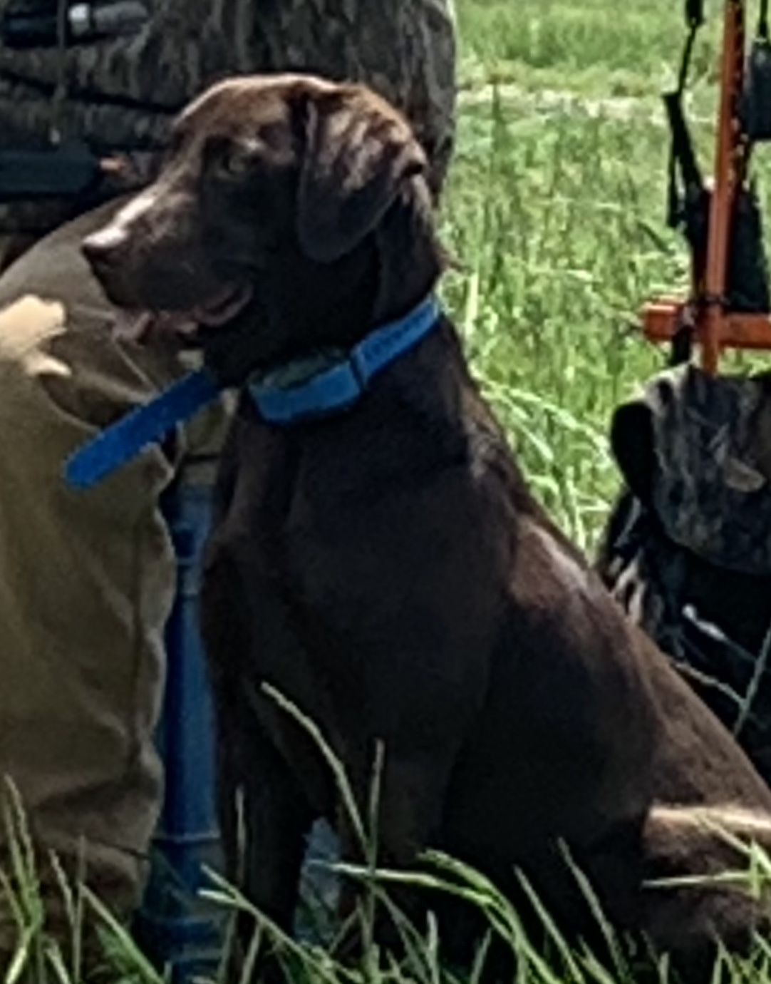 Browning's Magnum Choco-Lily MH | Chocolate Labrador Retriver