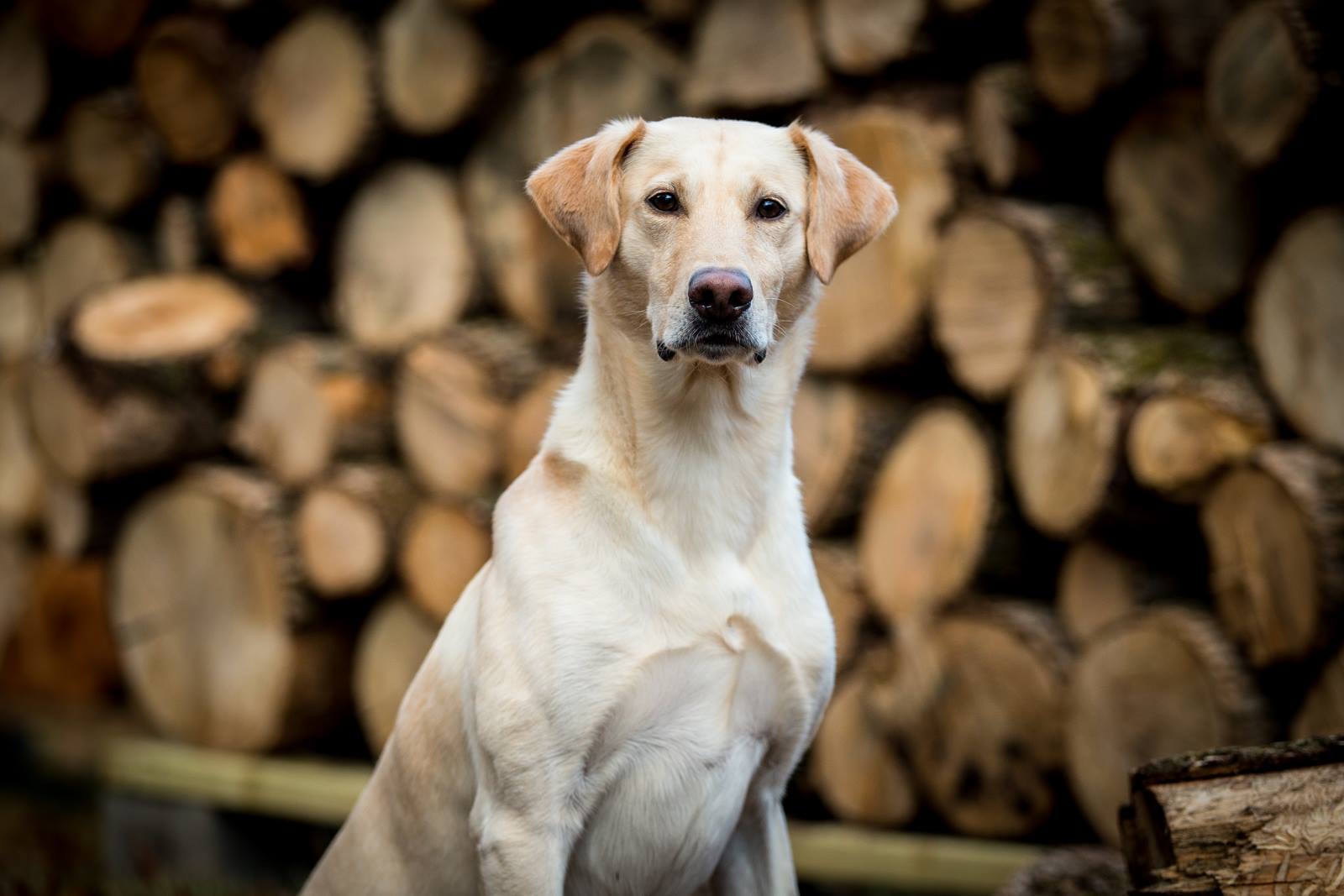 SRSCC GRCHSD SHR Chops Itty Bitty Kickass Kitty AX AXJ OF SWN SCA SIA DMA AS ETD TD-ROM | Yellow Labrador Retriver