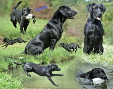 Ironweed Eye Of The Storm MH QAA2 WC WCX | Black Labrador Retriver