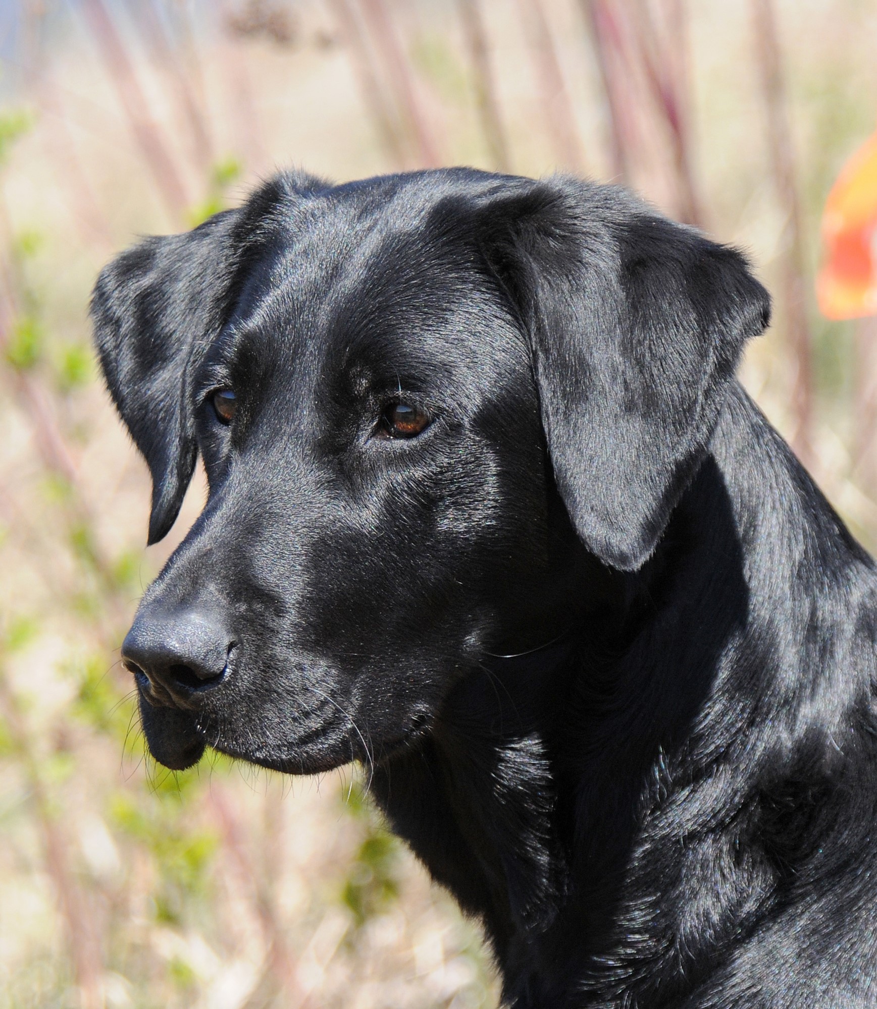 Ready Aim Fire! QA2 MH UD NW2 RA CGC WC | Black Labrador Retriver