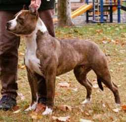 Nevada Opal's Moonlight Melody | American Pit Bull Terrier 