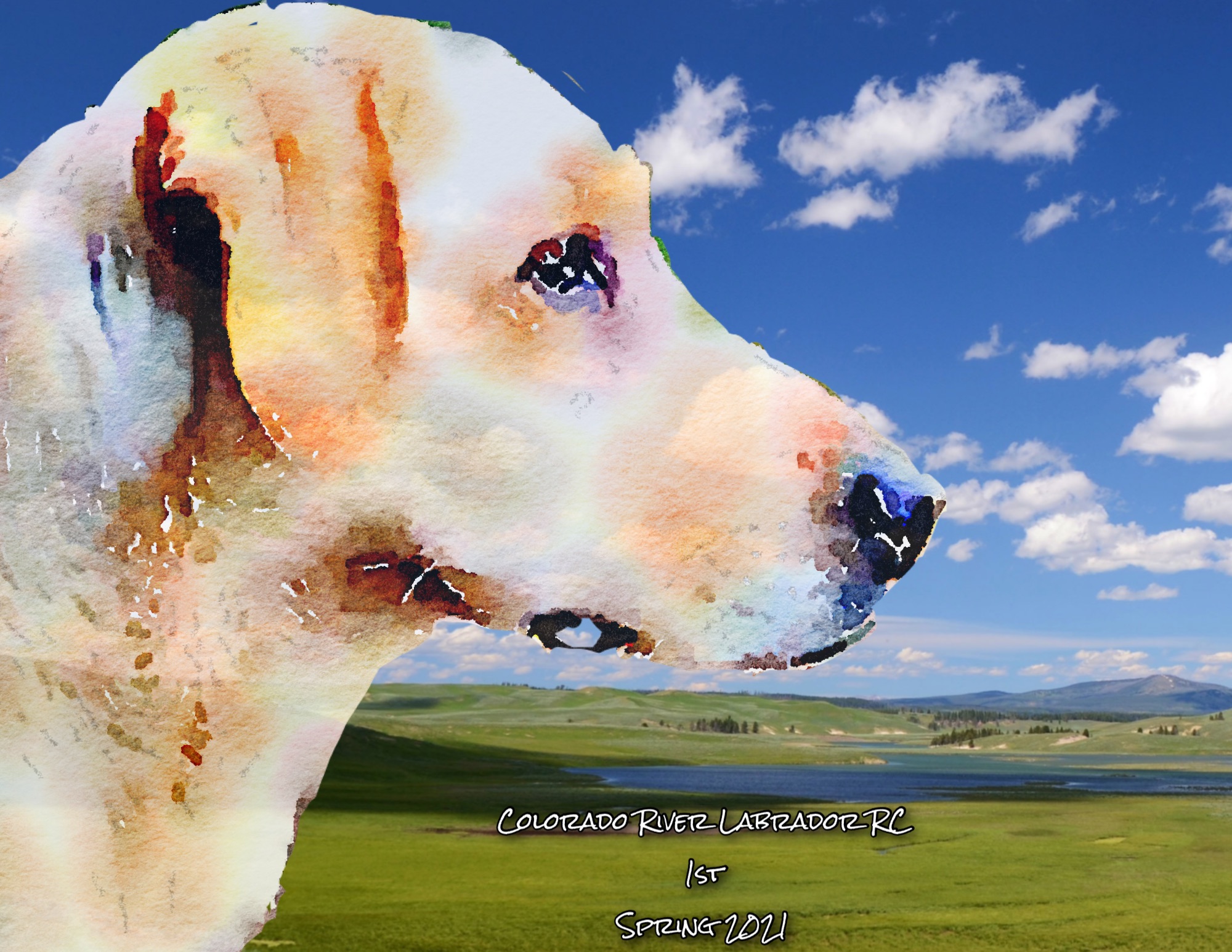 FC AFC High Society's Hatari Rumble | Yellow Labrador Retriver