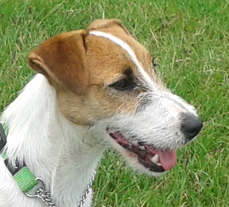 Hoëveld Taita of Malamala | Jack Russell Terrier 