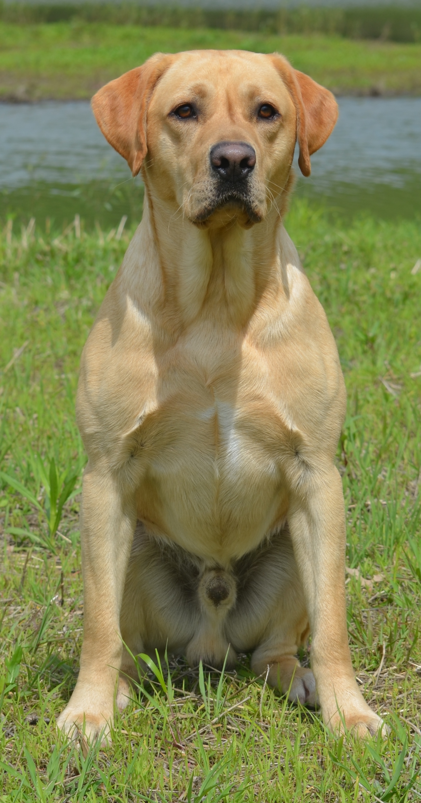 HRCH UH FR's Hooked On Quack | Yellow Labrador Retriver