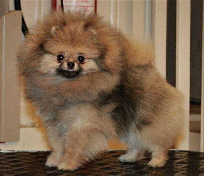 Ta Bozi's What a chance we got | Pomeranian 