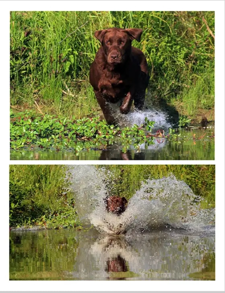 HRCH Coolwater's Bad Bad Leroy Brown MH MNH QAA | Chocolate Labrador Retriver