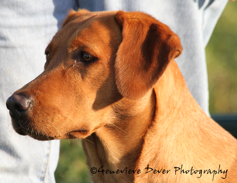 Ever-ready's Red Water Skeeter MH | Yellow Labrador Retriver