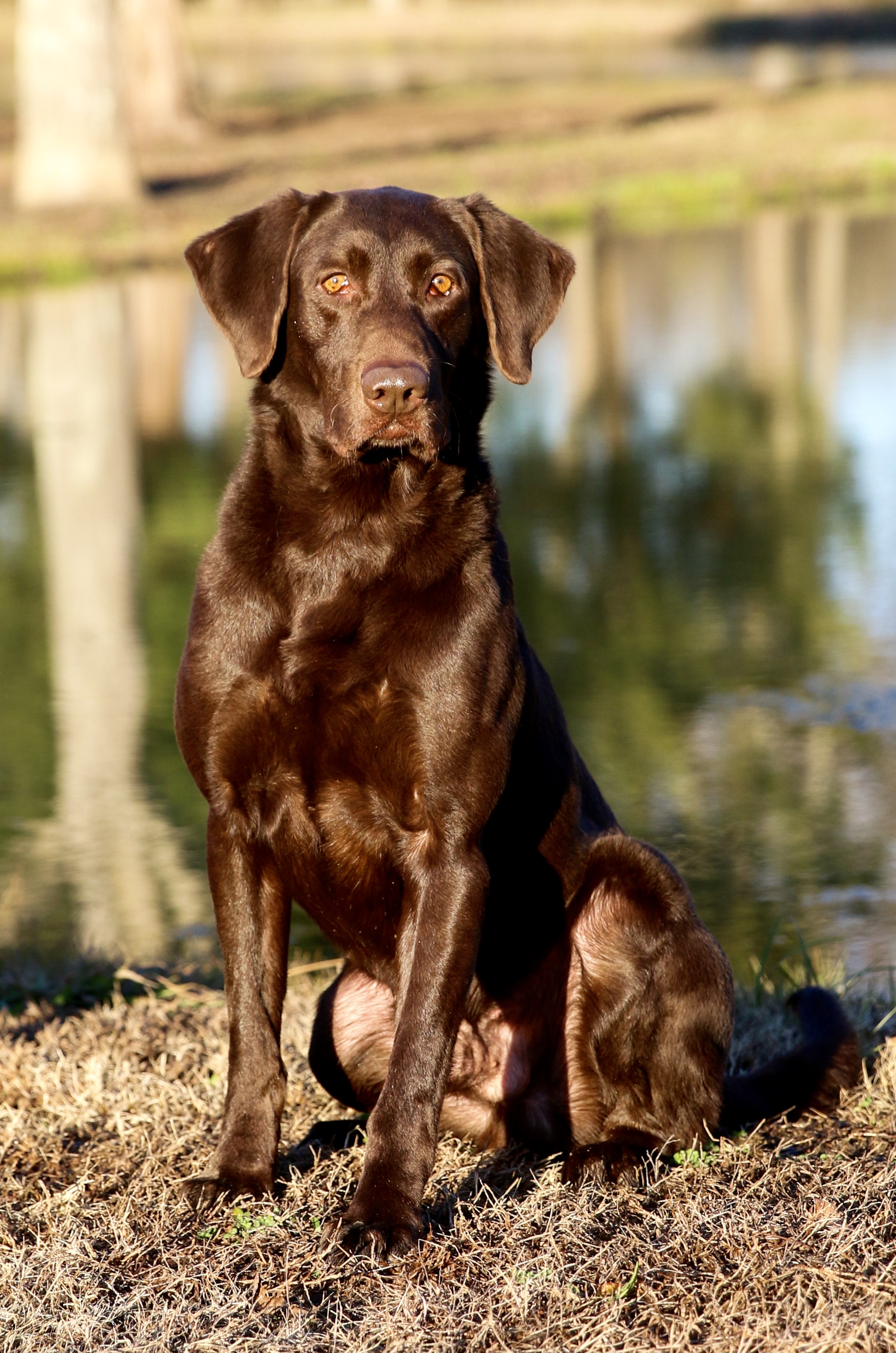 HRCH Gator Points Steamboat Pilot MH | Chocolate Labrador Retriver