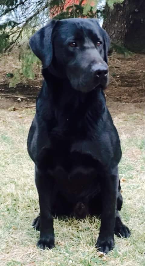 Kell's Smoke N Feathers | Black Labrador Retriver