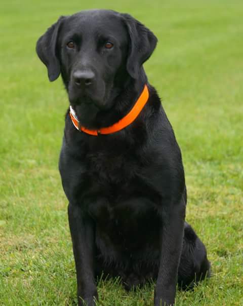 Sam Bo Kell | Black Labrador Retriver