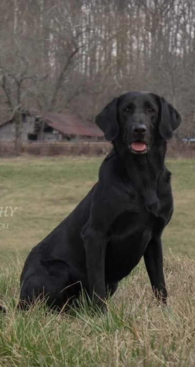 Bucky's Big River Timber MH58 MNH | Black Labrador Retriver