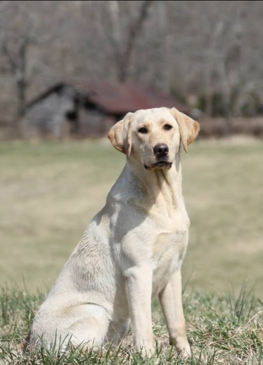 Wobbly River's Sweet Yellow Yonion MH25 | Yellow Labrador Retriver