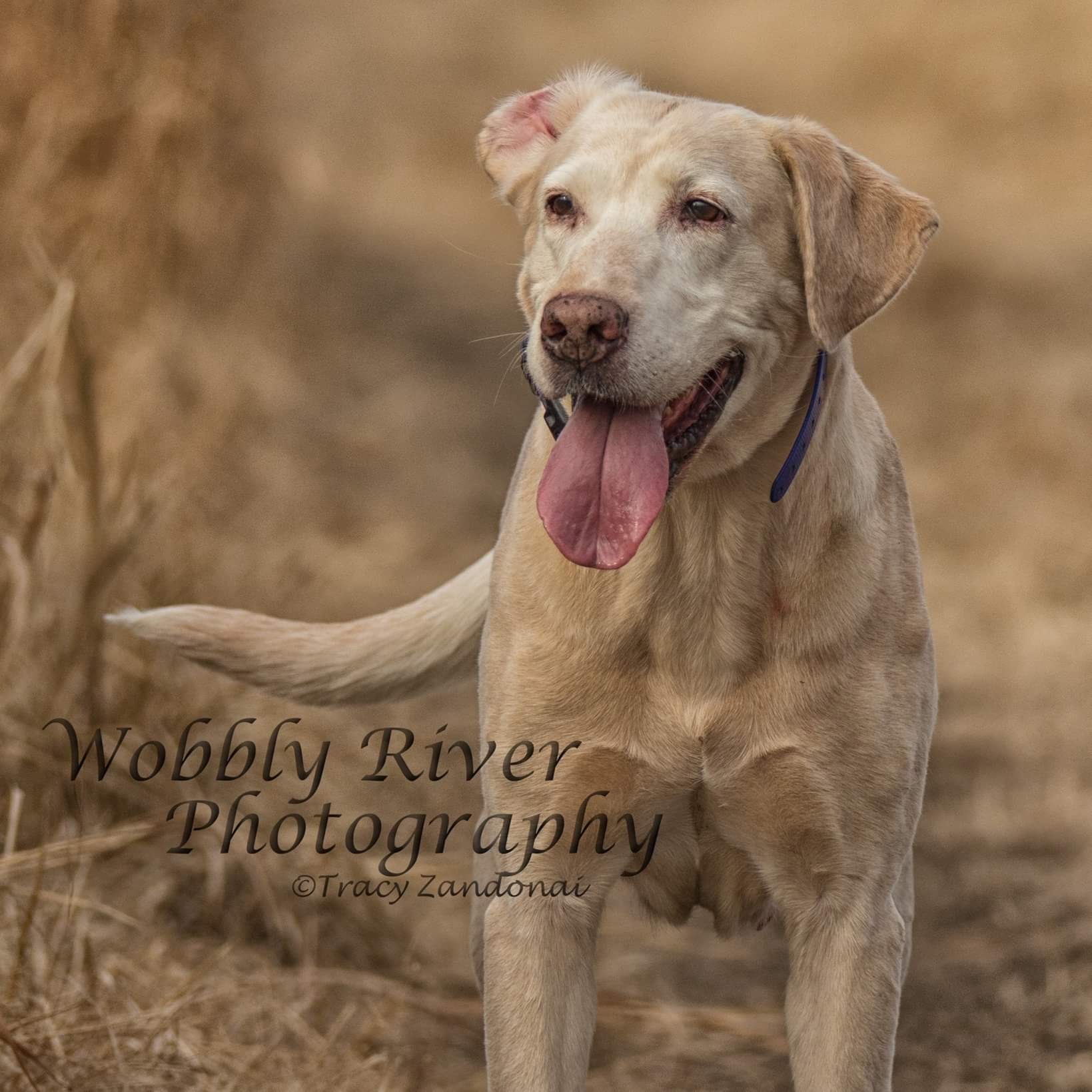 Wyatt's Southern Bell JH | Yellow Labrador Retriver