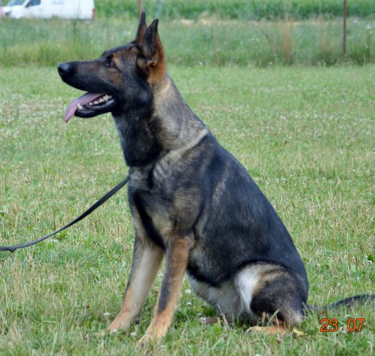 Jersey Zimni Romance | German Shepherd Dog 