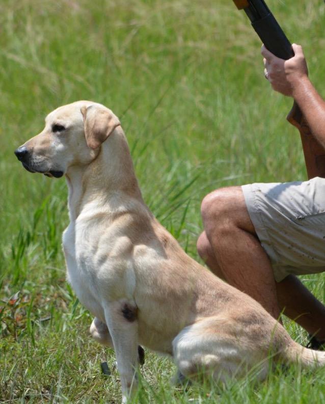 HRCH Drake's Rolling Thunder MH50 MNH4 QA2 | Yellow Labrador Retriver