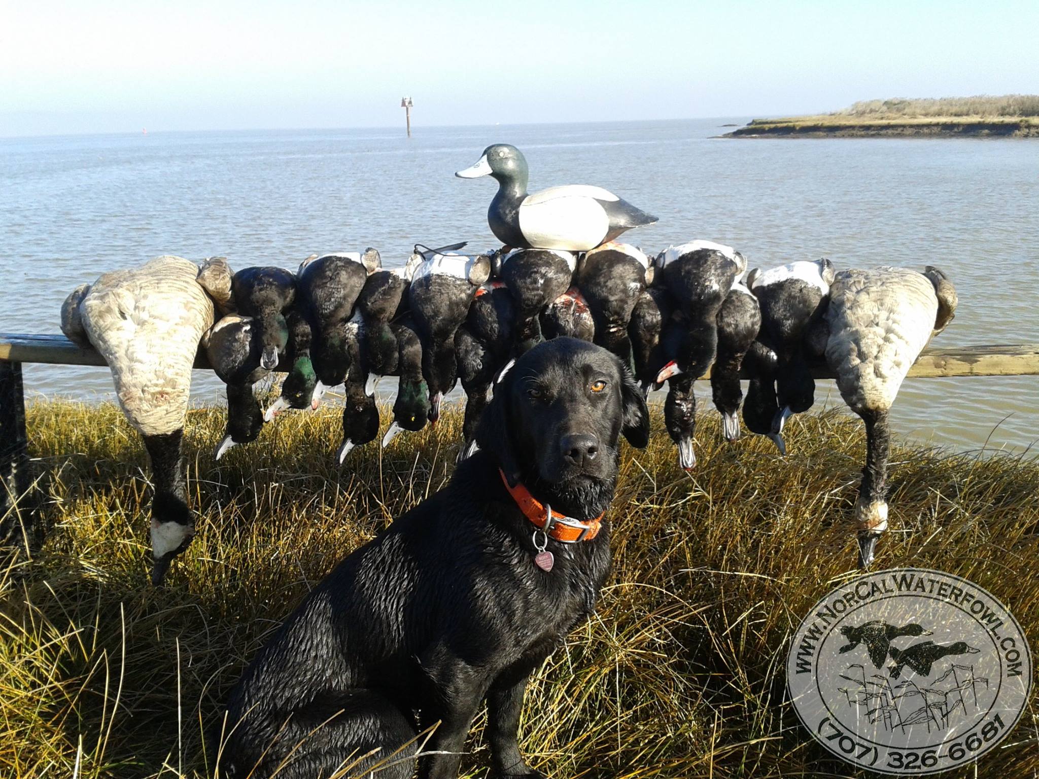 WATERMARK'S KC9 ROXY | Black Labrador Retriver