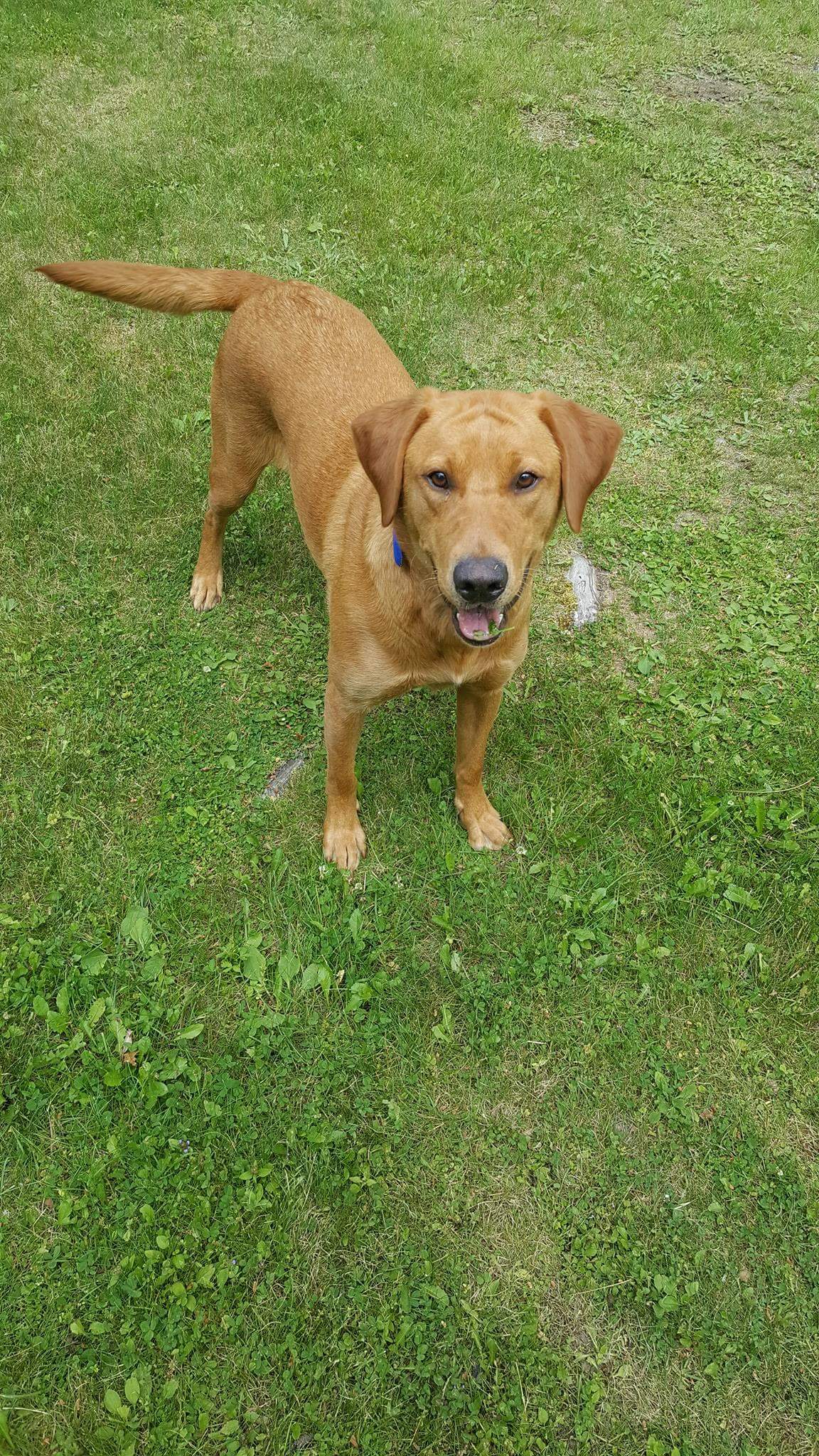 SHR Tango's Gem Of The Prairie "ruby" JH | Yellow Labrador Retriver