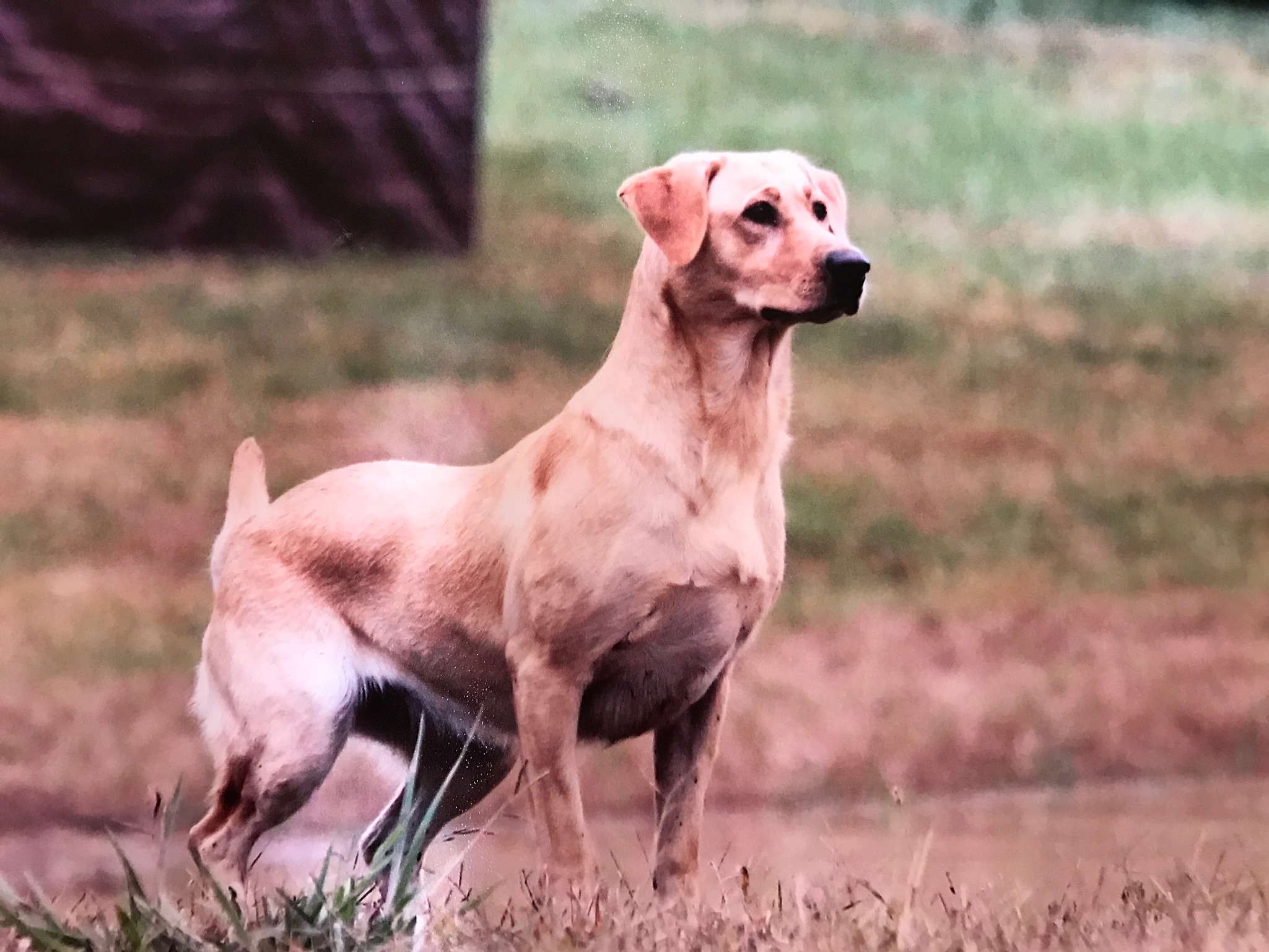 HRCH Foster's Baylees Irish Cream MH | Yellow Labrador Retriver