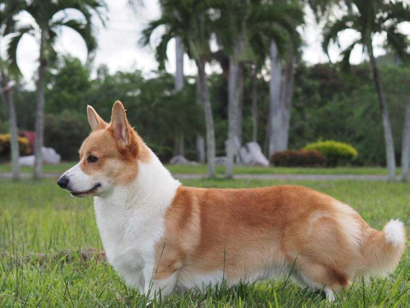 Corwood  You Are So Sweet | Pembroke Welsh Corgi 
