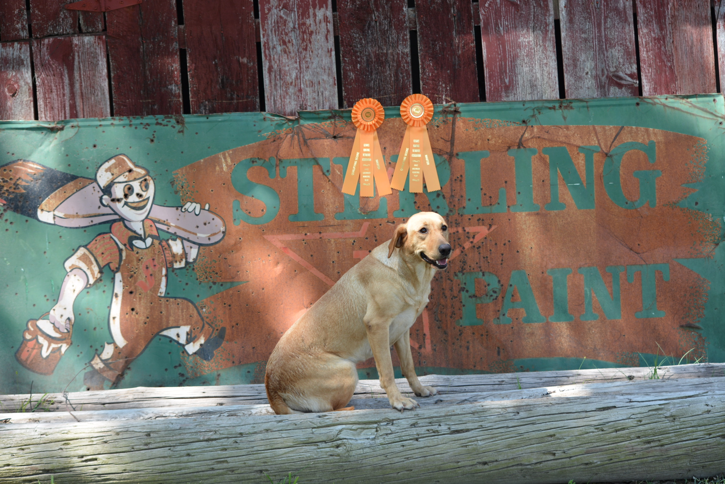 HRCH Foster's Pistol Packing Momma MH | Yellow Labrador Retriver