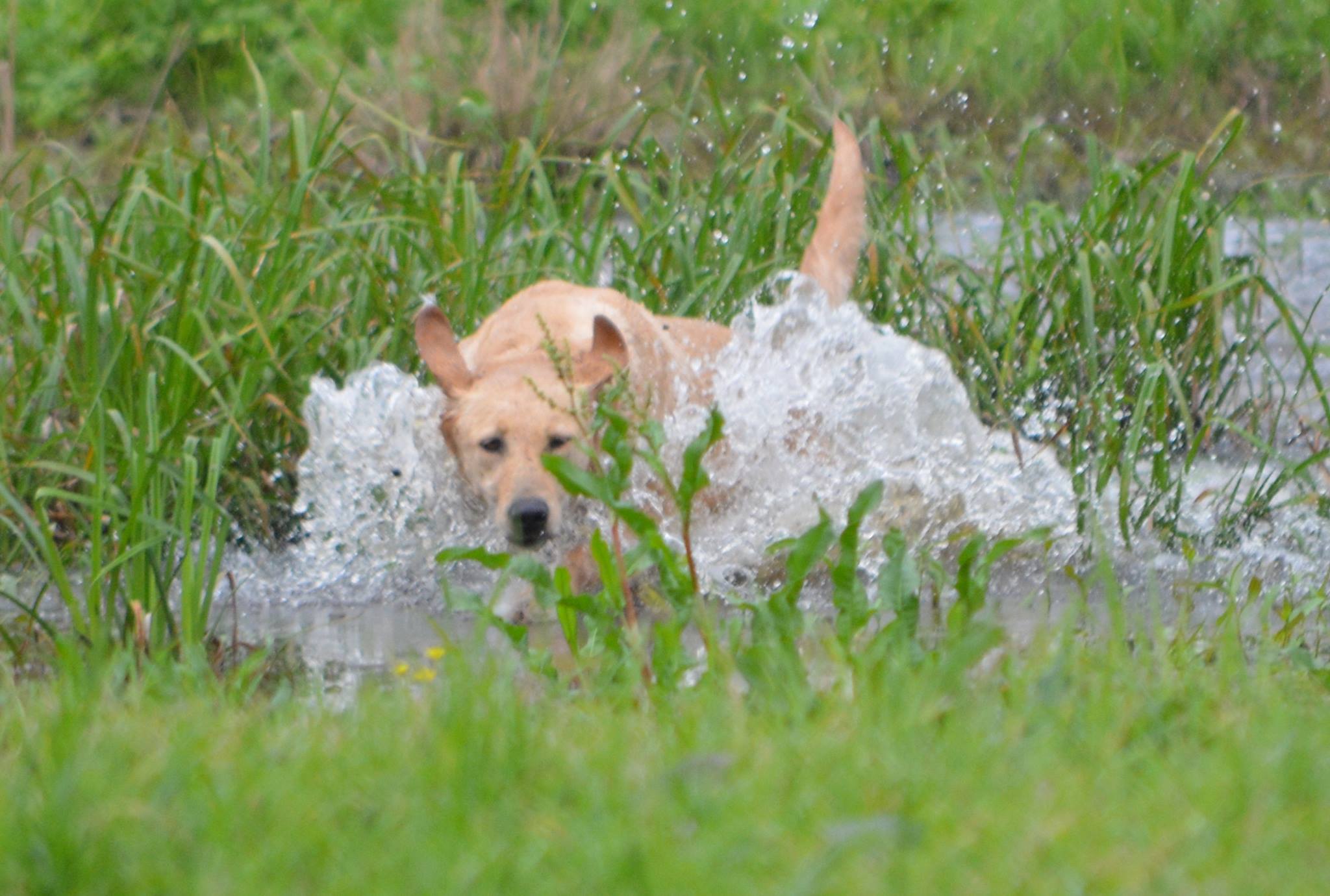 HRCH Drake's Cabella Rose SH | Yellow Labrador Retriver