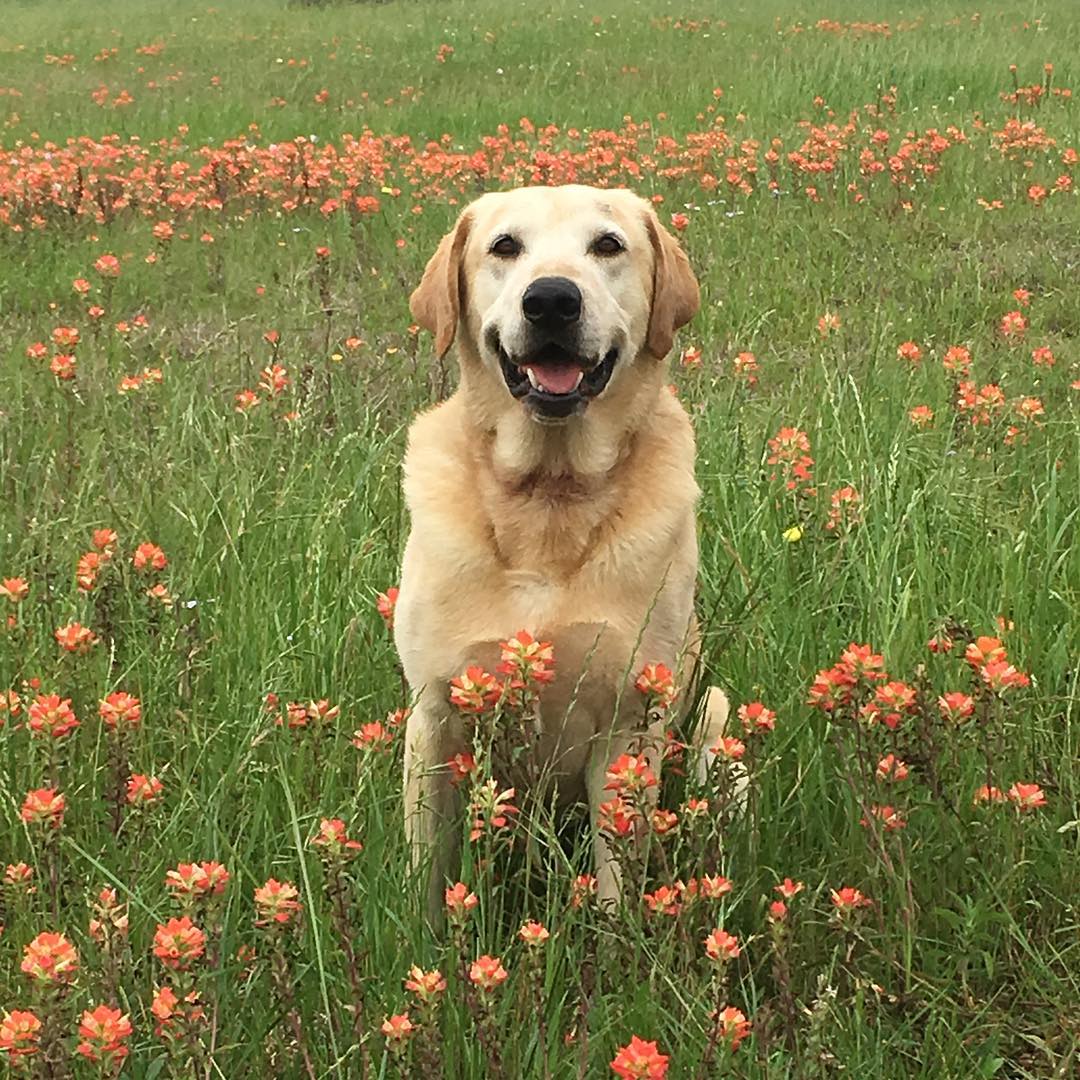 HRCH (1 Grand Pass) Drake's Rolling Comanche Fire MH25 | Yellow Labrador Retriver