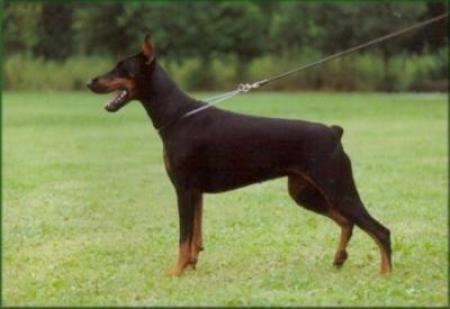 Judifax Beau Kantjil | Black Doberman Pinscher