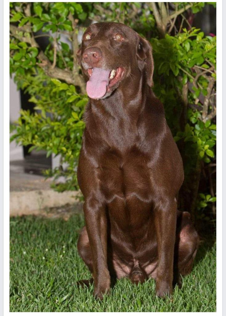 Capitan Arecibo Cooper | Chocolate Labrador Retriver