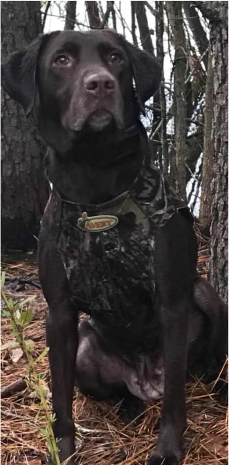 HRCH GPR's Rollin On The River | Chocolate Labrador Retriver