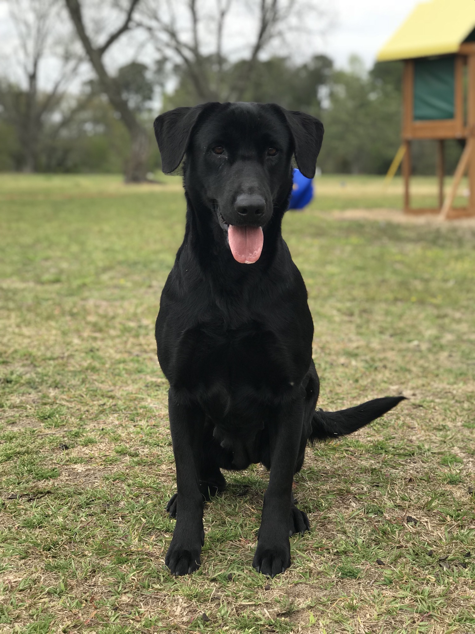 HRCH Bryson's Lil' Black Cloud | Black Labrador Retriver