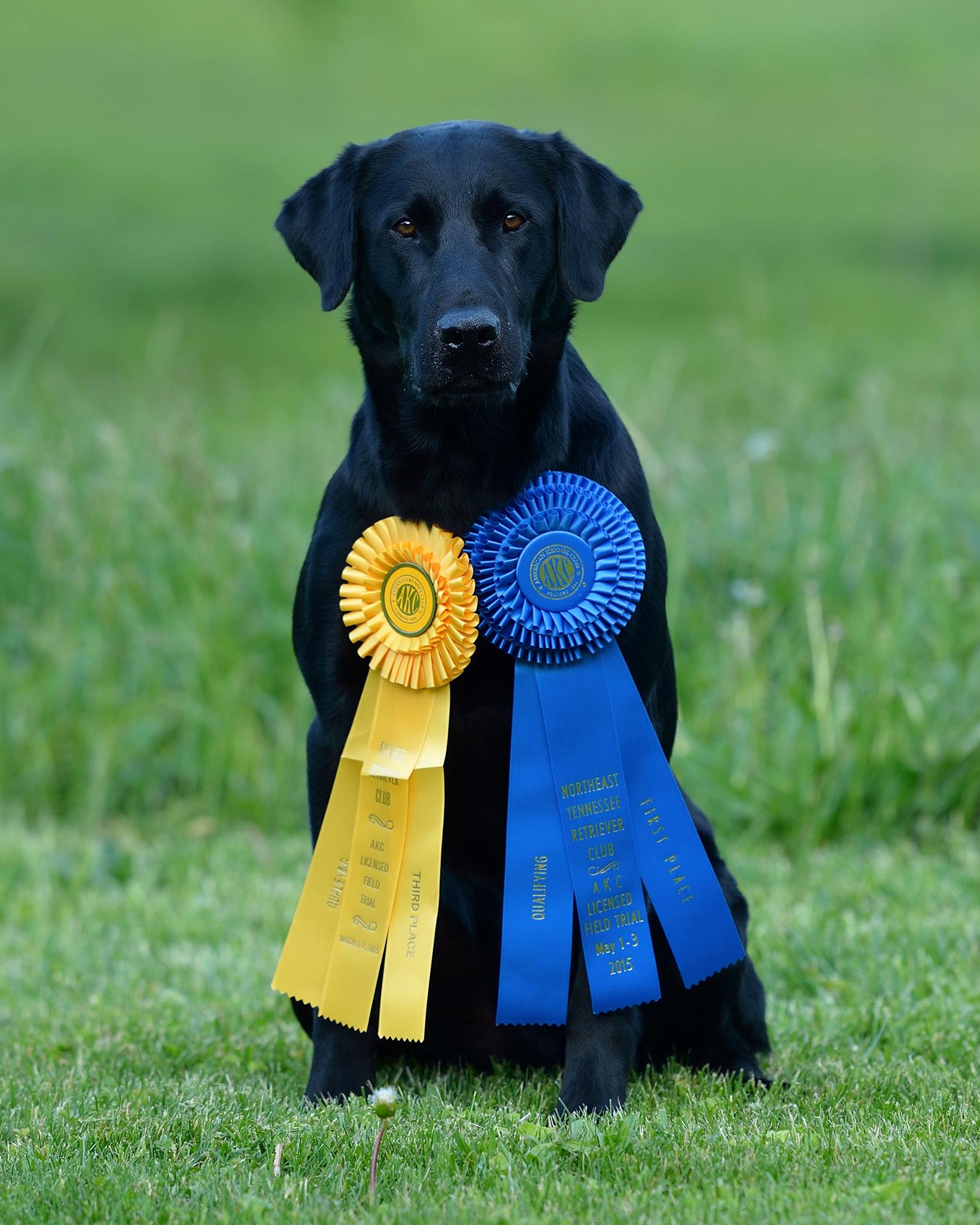 Troublesome Going Green QAA | Black Labrador Retriver