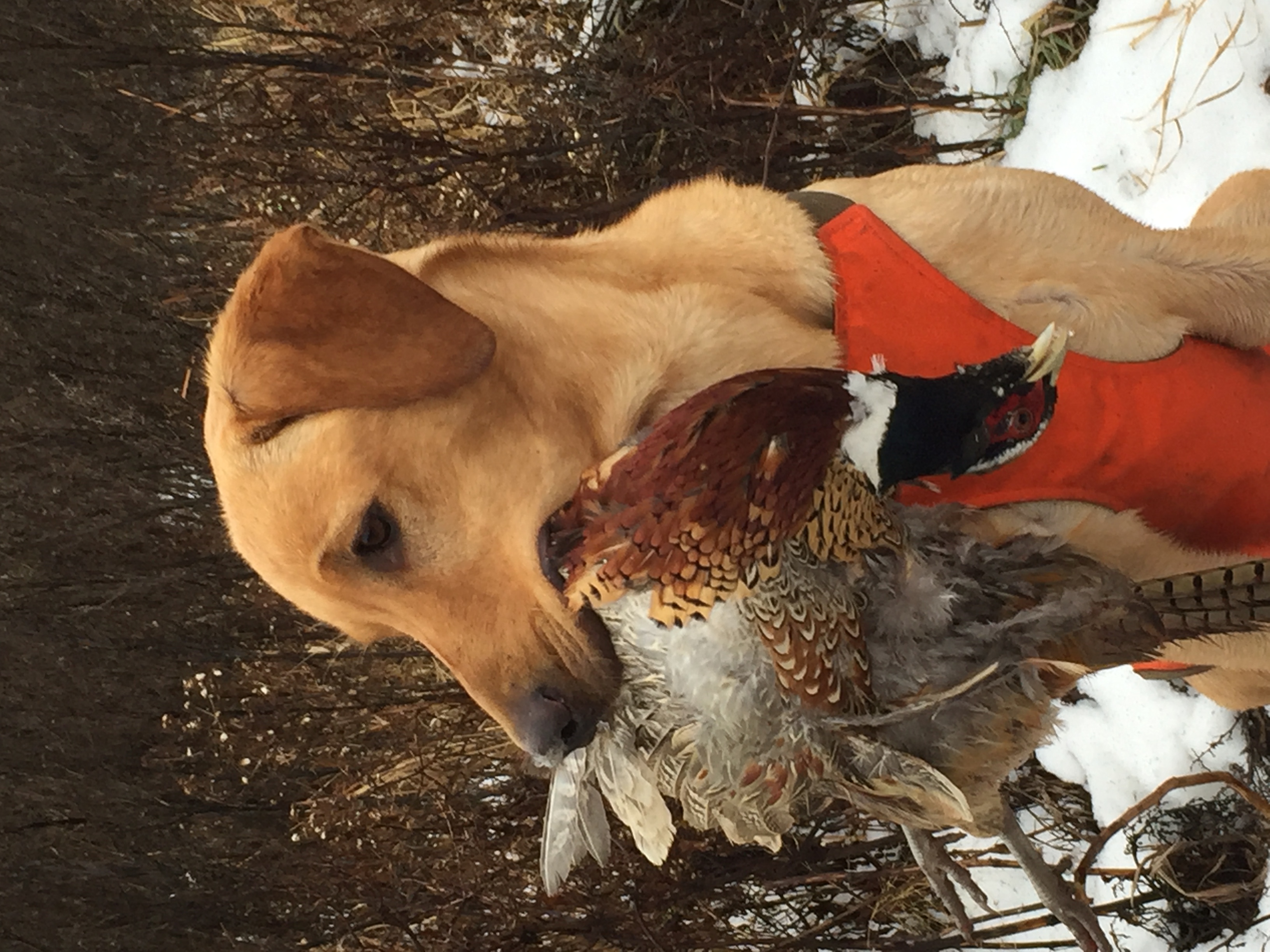 GRHRCH UH Sands' Midnight Dancer MH | Yellow Labrador Retriver