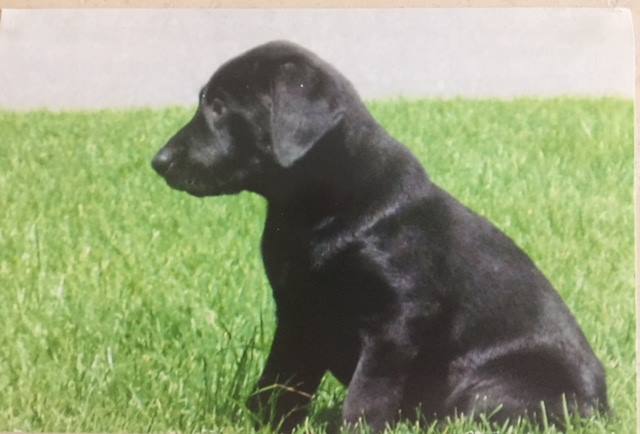 Mitch E | Black Labrador Retriver